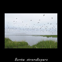 Bonte strandlopers boven de kwelder