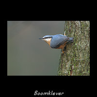 Boomklever, Sitta europaea