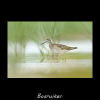 Bosruiter, Tringa glareola