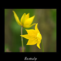 Bostulp, Tulipa sylvestris