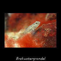 Brakwatergrondel, Pomatoschistus microps