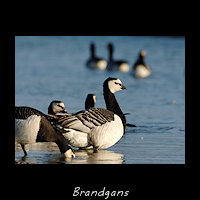 Brandgans, Branta leucopsis