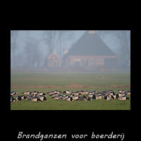 Brandganzen voor een boerderij