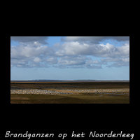 Brandganzen op de kwelder