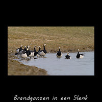 Brandganzen in een slenk
