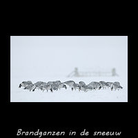 Brandganzen in de sneeuw