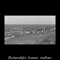Buitendijks koeien melken