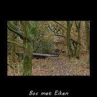 Stukje bos met enkele Eiken op een legakker