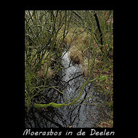 Moerasbos in de Deelen