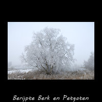 Berijpte Berk in petgatenlandschap