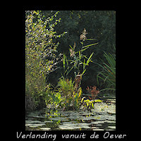 Verlanding met drijvende planten vanuit de oever