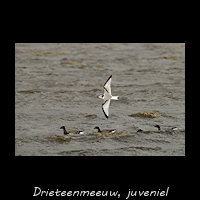 Drieteenmeeuw, Rissa tridactyla