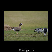 Dwerggans, Anser erythropus