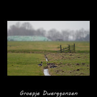 Groepje Dwergganzen in een weiland met hek