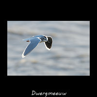 Dwergmeeuw, Hydrocoloeus minutus