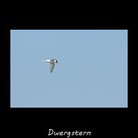 Dwergstern, Sternula albifrons