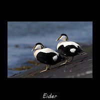 Eider, Somateria mollissima