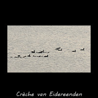 Crche van Eidereenden
