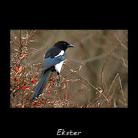 Ekster, Pica pica