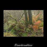 Elzenbroekbos