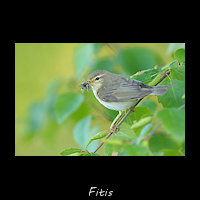 Fitis, Phylloscopus trochilus