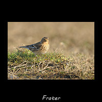 Frater, Linaria flavirostris