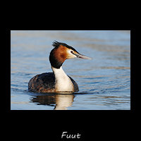 Fuut, Podiceps cristatus
