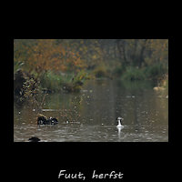 Fuut in herfstlandschap