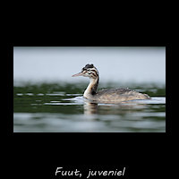 Fuut juveniel, Podiceps cristatus