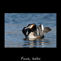 Balts van de Fuut - Kathouding