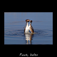 Balts van de Fuut - pingu�ndans