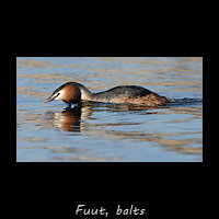 Balts van de Fuut - benadering