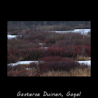 Gasterse Duinen - Gagel