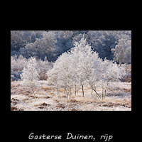 Gasterse Duinen - rijp