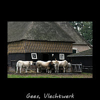 Koeien voor een traditionele schuur met muren van geknoopt stro in Gees