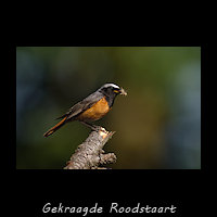 Gekraagde Roodstaart, Phoenicurus phoenicurus