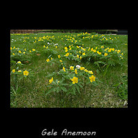 Gele anemoon, Anemone ranunculoides