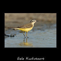 Gele Kwikstaart, Motacilla flava