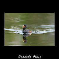 Geoorde Fuut, Podiceps nigricollis