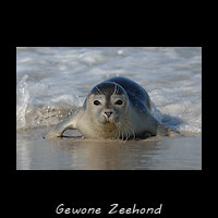 Gewone Zeehond