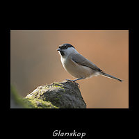 Glanskop, Poecile palustris