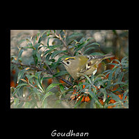 Goudhaan, Regulus regulus
