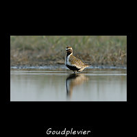 Goudplevier, Pluvialis apricaria