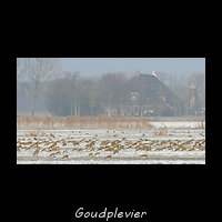 Goudplevier, Pluvialis apricaria