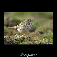 Graspieper, Anthus pratensis