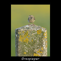 Graspieper op een paal
