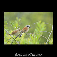 Grauwe Klauwier, Lanius collurio