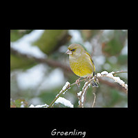Groenling, Chloris chloris