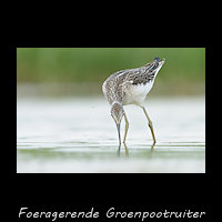 Groenpootruiter foerageren