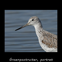 Groenpootruiter, Tringa nebularia - portret